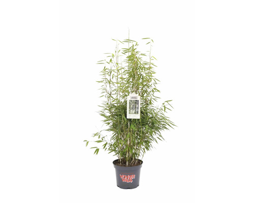 Bambuspflanze im Topf