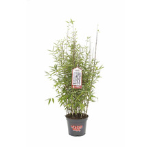 Bambus Fargesia Red Zebra im Topf