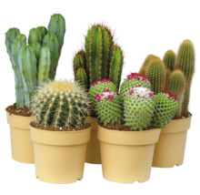 Gruppe von Kakteen in Töpfen