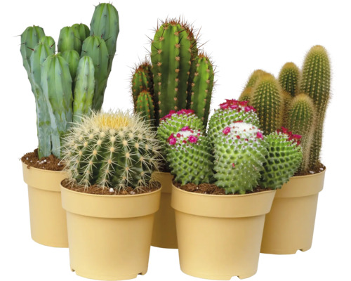 Gruppe von Kakteen in Töpfen