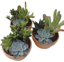 Drei Sukkulenten in Tontöpfen
