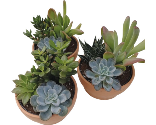 Drei Sukkulenten in Tontöpfen