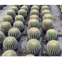 Reihe von Kaktus-Igeln in schwarzen Töpfen