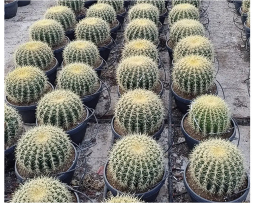 Reihe von Kaktus-Igeln in schwarzen Töpfen