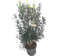 Olivenbaum im Topf