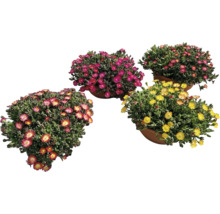 Mittagsblumen in Töpfen mit verschiedenen Blütenfarben