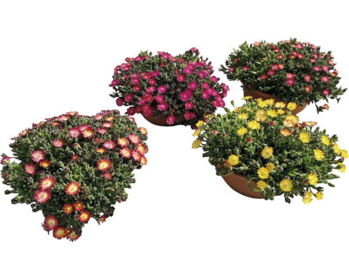 Mittagsblumen in Töpfen mit verschiedenen Blütenfarben