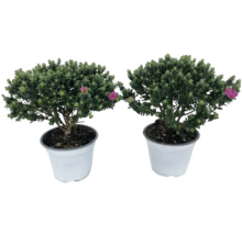 Zwei Andenpolster Pflanzen im Topf