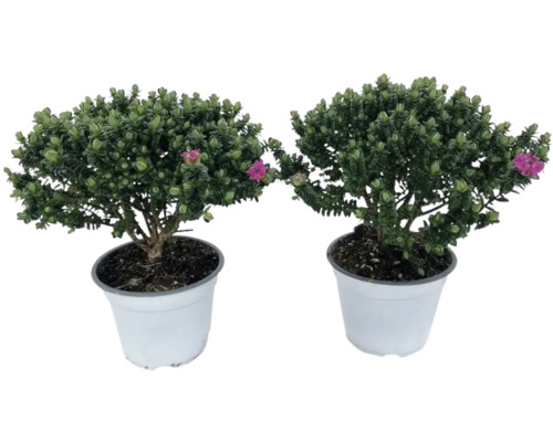 Zwei Andenpolster Pflanzen im Topf