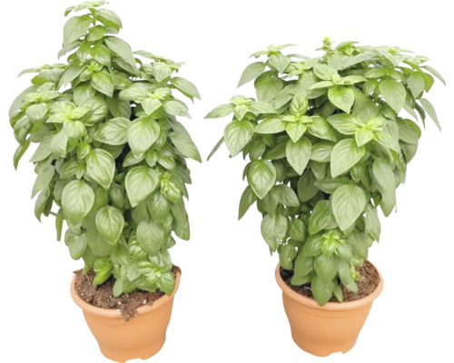 Zwei Basilikumpflanzen in Tontöpfen