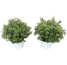 Zwei Topfpflanzen im weißen Pflanzgefäß