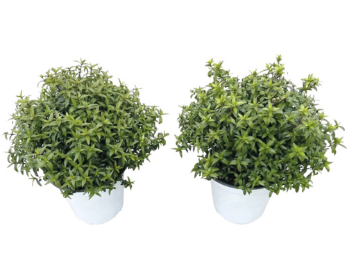 Zwei Topfpflanzen im weißen Pflanzgefäß