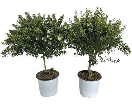 Zwei blühende Myrtenbäumchen in Töpfen