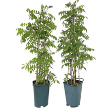 Zwei Blauregen Pflanzen im Topf