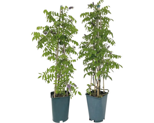 Zwei Blauregen Pflanzen im Topf