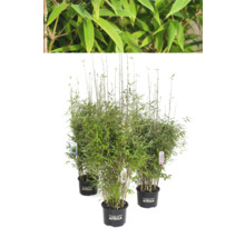 Bambuspflanze im Topf