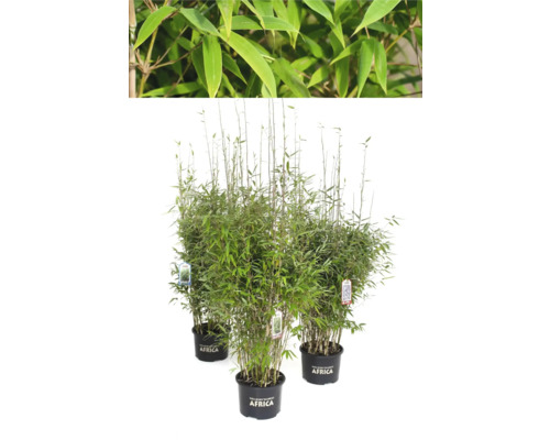 Bambuspflanze im Topf