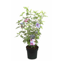 Gartenhibiskus Party-Mix im Topf