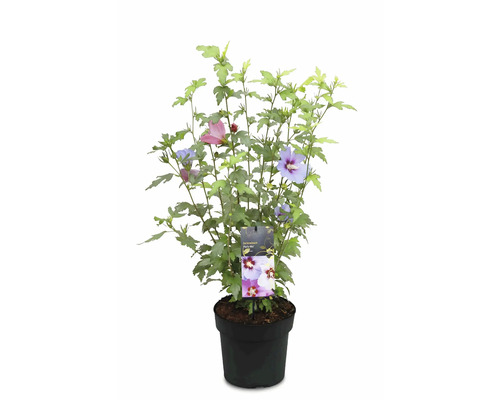 Gartenhibiskus Party-Mix im Topf