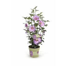 Hibiskus im Topf mit lila Blüten