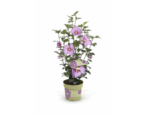 Hibiskus im Topf mit lila Blüten