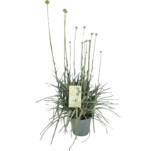 Kraspedia in einem Topf mit einem Pflanzenetikett.