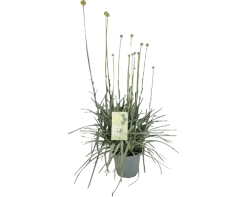 Kraspedia in einem Topf mit einem Pflanzenetikett.