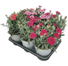 Nelken-Set in Töpfen auf einem Tablett