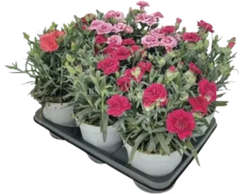 Nelken-Set in Töpfen auf einem Tablett