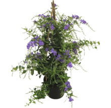 Duranta erecta Pflanze im Topf mit Rankhilfe