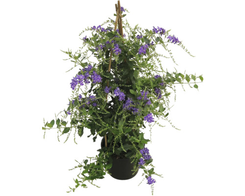 Duranta erecta Pflanze im Topf mit Rankhilfe