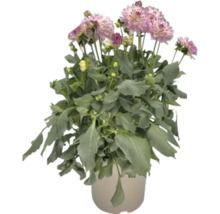 Dahlie im Topf mit Blüten