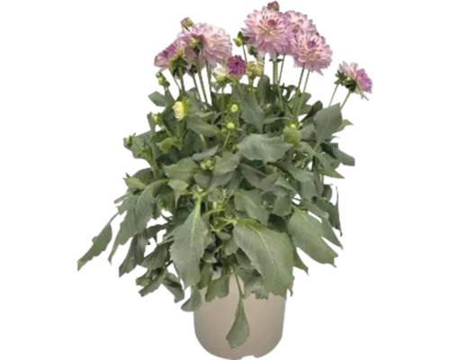 Dahlie im Topf mit Blüten