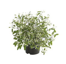 Euphorbia hypericifolia in einem Topf