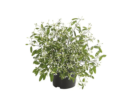 Zauberschnee Euphorbia Ø 14 cm Topf Euphorbia hypericifolia in einem Topf