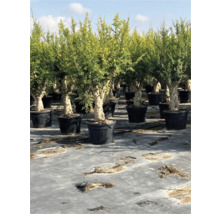 Reihe von Granatapfelbäumen in Töpfen