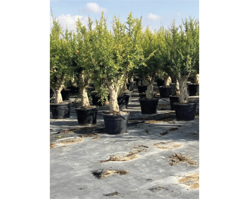 Reihe von Granatapfelbäumen in Töpfen