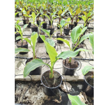 Viele Bananenpflanzen in schwarzen Töpfen, bereit zum Verkauf.