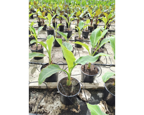 Viele Bananenpflanzen in schwarzen Töpfen, bereit zum Verkauf.