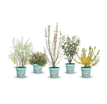 Blühende Sträucher in Pflanzgefäßen für Garten und Balkon