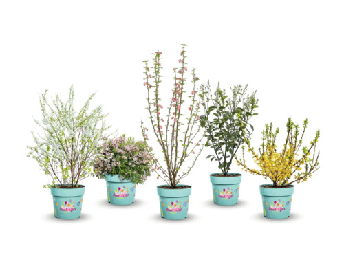 Blühende Sträucher in Pflanzgefäßen für Garten und Balkon