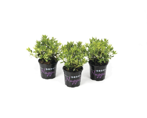 Drei Andenpolster Pflanzen im Topf