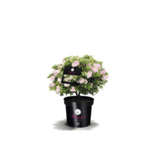 Blühender Zwergstrauch im Topf