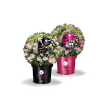 Zwei blühende Rhododendron Kugel Pflanzen im Topf