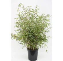 Bambus im Topf für den Innen- und Außenbereich