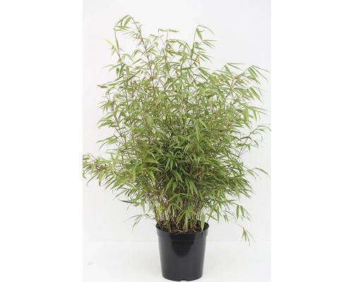 Bambus im Topf für den Innen- und Außenbereich