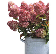 Hortensienblüten in einem Metalleimer