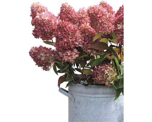 Hortensienblüten in einem Metalleimer