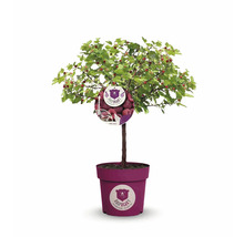 Himbeerbaum im Topf mit Früchten und Etikett