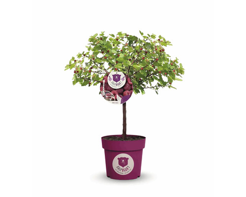 Himbeerbaum im Topf mit Früchten und Etikett